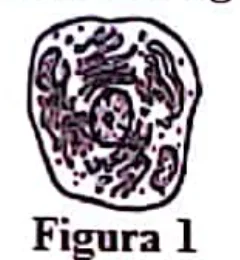 Figura da pergunta 1 do Exame de Biologia da 12ª Classe 2023
