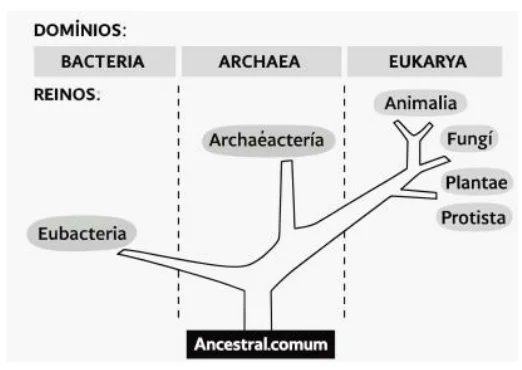 Figura da pergunta 4 do Exame de Admissão de Biologia da UEM 2026